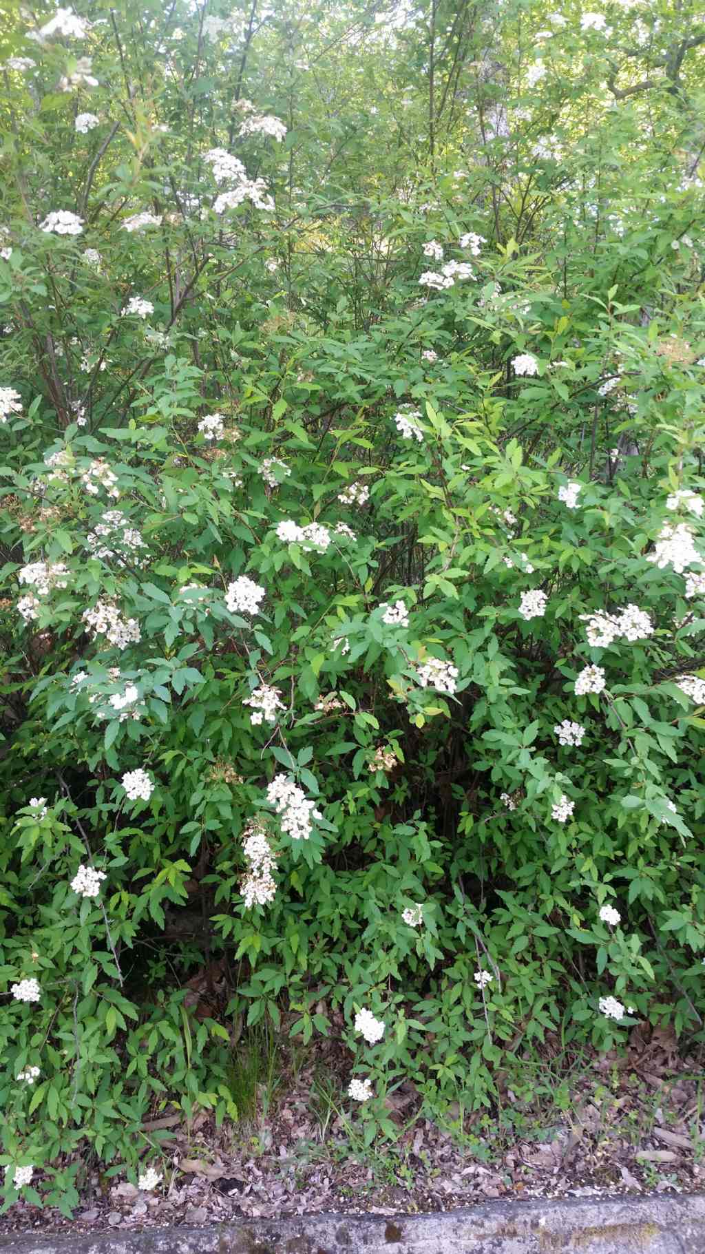 Rosaceae: Spiraea sp. (cfr. Spiraea x vanhouttei )